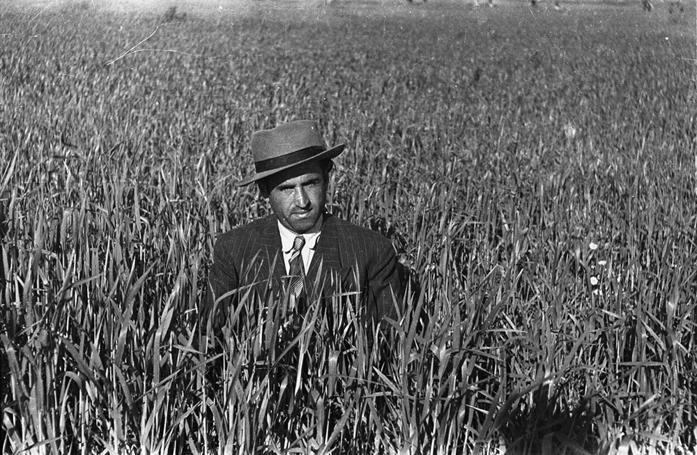 promenades wheat field