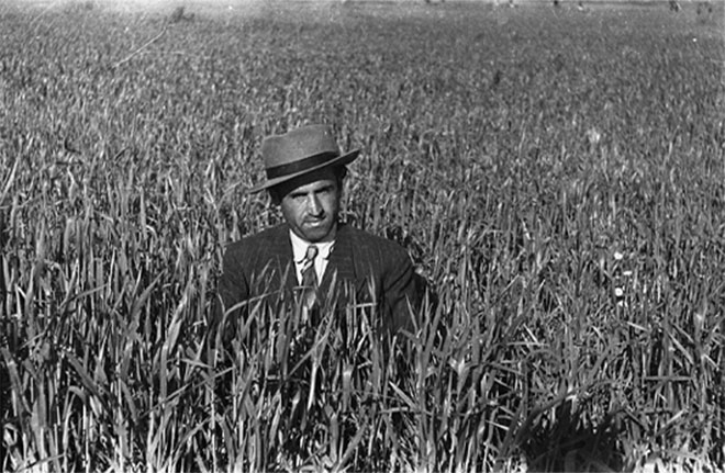 promenades wheat field